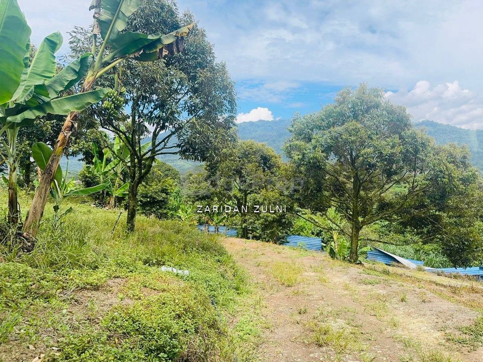 Kalumpang