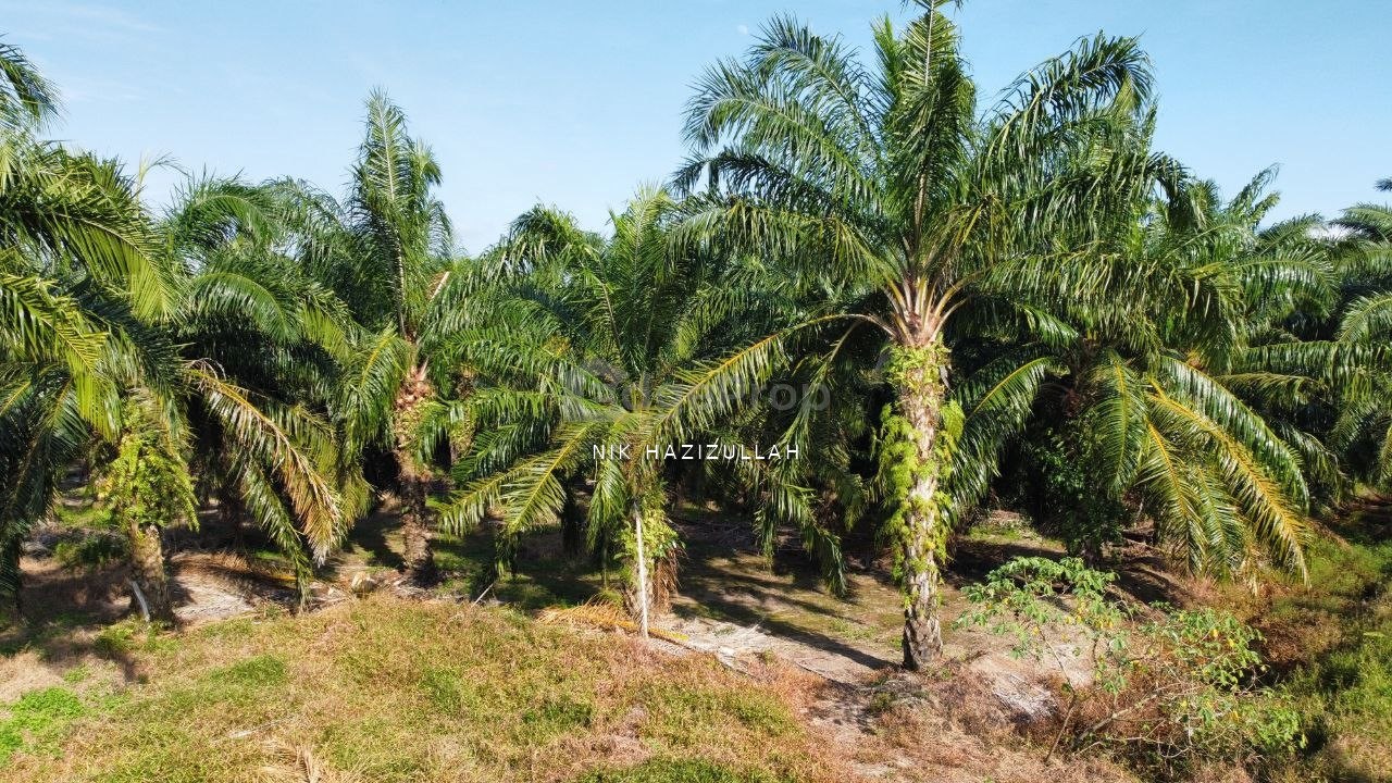 Tanjong Karang