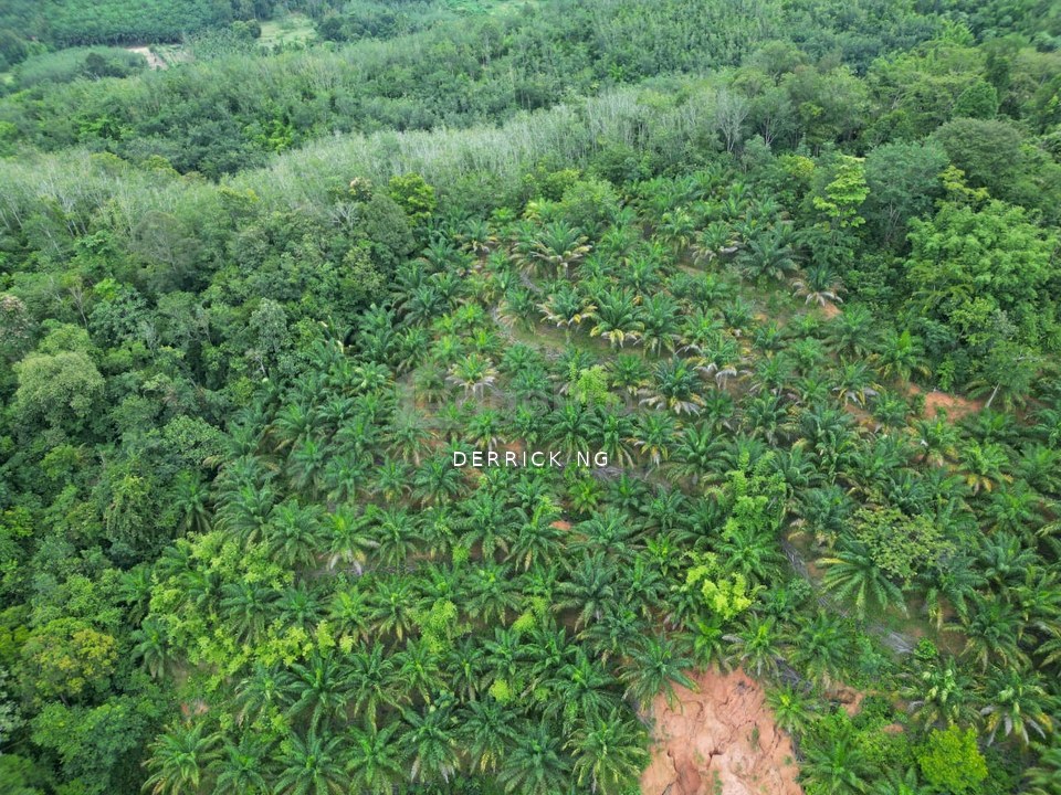 Sik Sungai Sok Tanah Pokok Gertah , Pokok Sawit Untuk Di Jual, Kedah, Sik