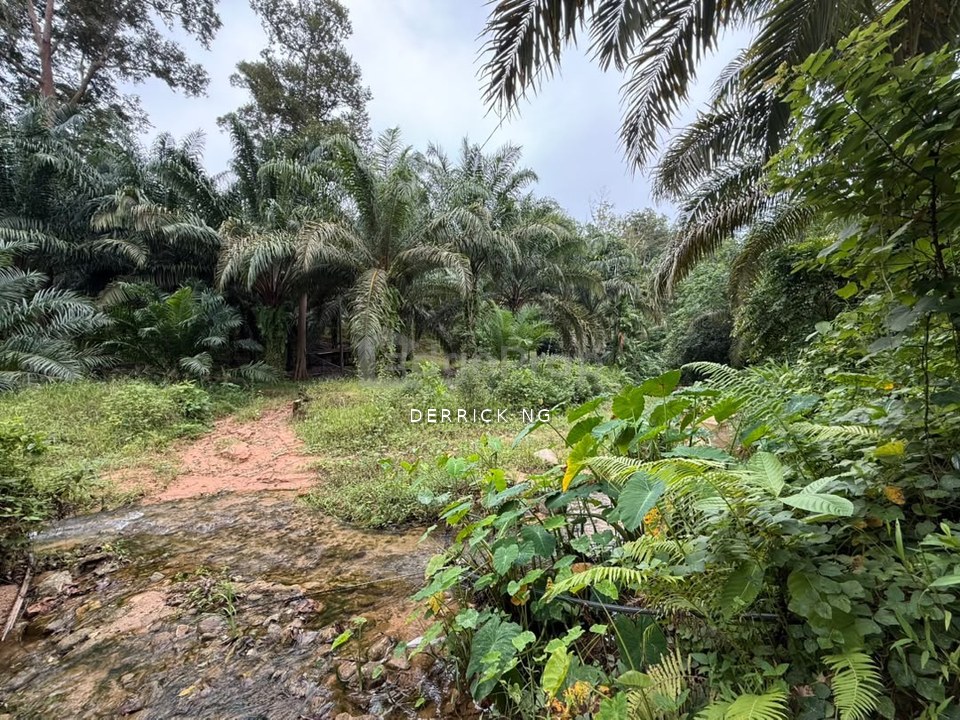 Sik Sungai Sok Tanah Pokok Gertah , Pokok Sawit Untuk Di Jual, Kedah, Sik