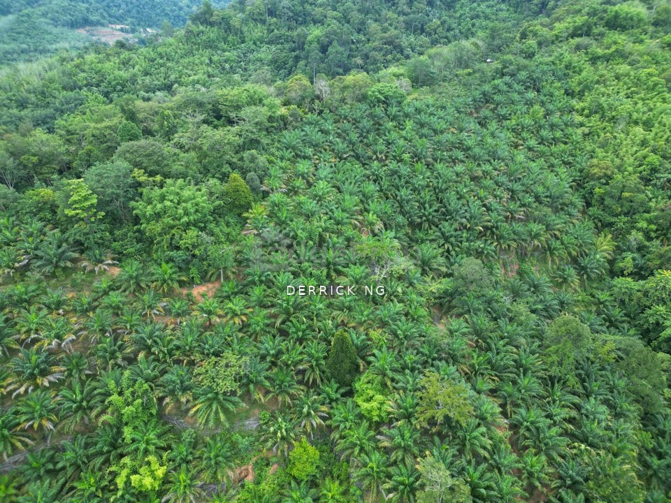 Sik Sungai Sok Tanah Pokok Gertah , Pokok Sawit Untuk Di Jual, Kedah, Sik