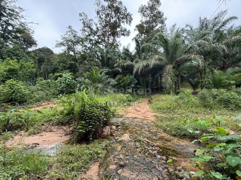 Sik Sungai Sok Tanah Pokok Gertah , Pokok Sawit Untuk Di Jual, Kedah, Sik