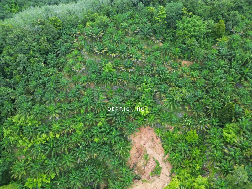 Sik Sungai Sok Tanah Pokok Gertah , Pokok Sawit Untuk Di Jual, Kedah, Sik