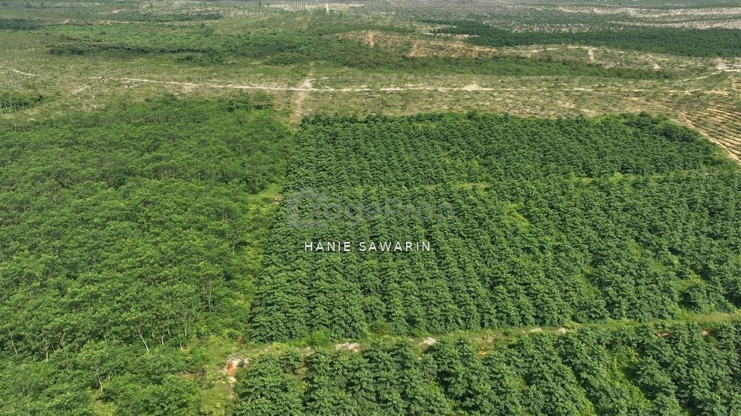 Agriculture Land for sale in Kuala Rompin, Pahang