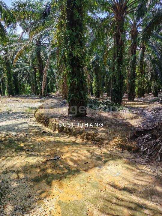 Agriculture Palm Land Kangkar Pulai for sale 